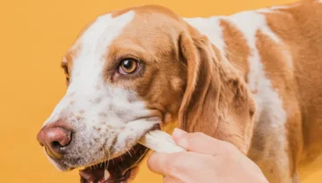 Cómo aplicar la pipeta en perros