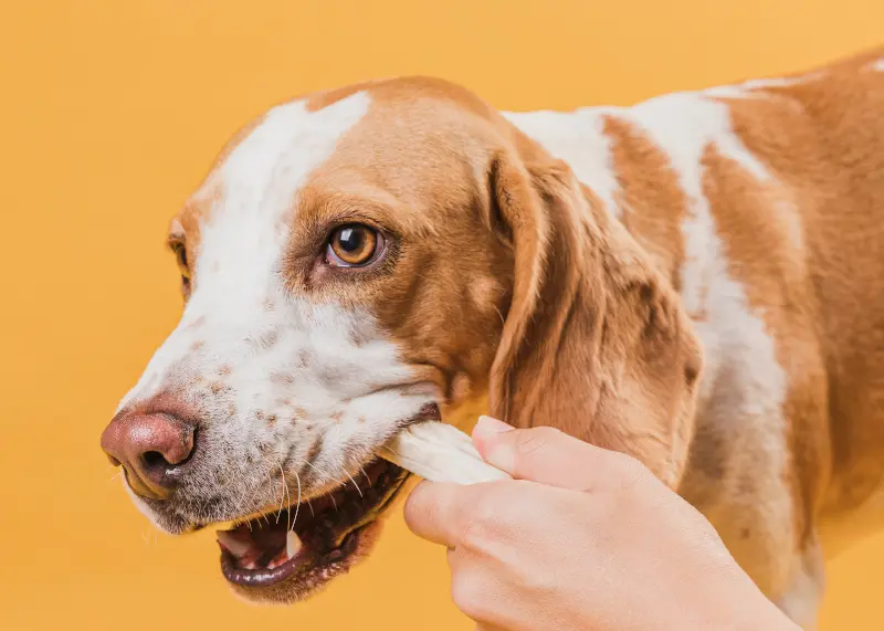 Cómo aplicar la pipeta en perros
