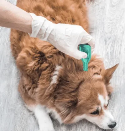 Cómo poner una pipeta a un perro