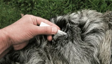Cómo funcionan las pipetas antipulgas