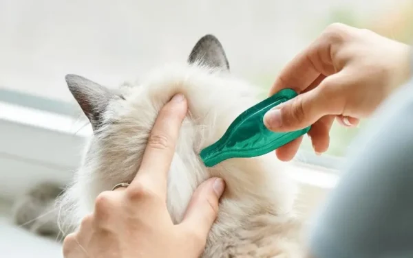 Pipeta para gato
