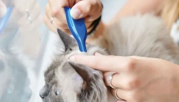 Cómo poner una pipeta a un gato paso a paso