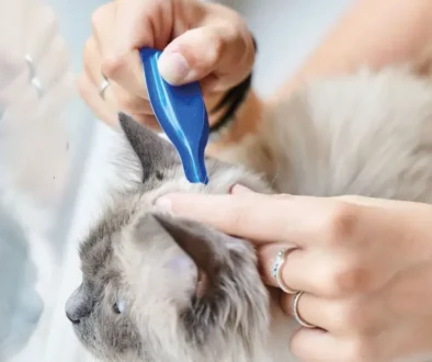 Cómo poner una pipeta a un gato paso a paso