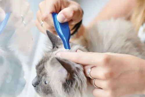 Cómo poner una pipeta a un gato paso a paso